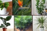 6 Design Your Living Room Around a Statement Plant