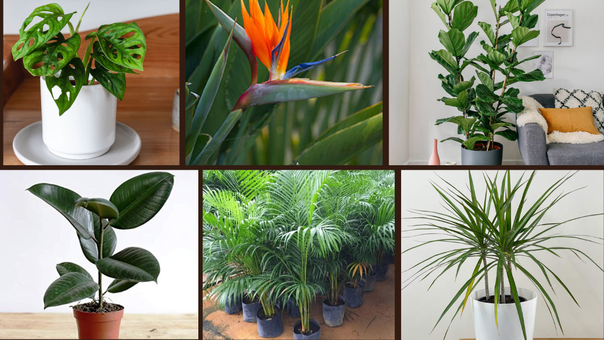 6 Design Your Living Room Around a Statement Plant
