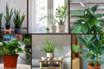6 Easy-Care Plants for Stylish Decor