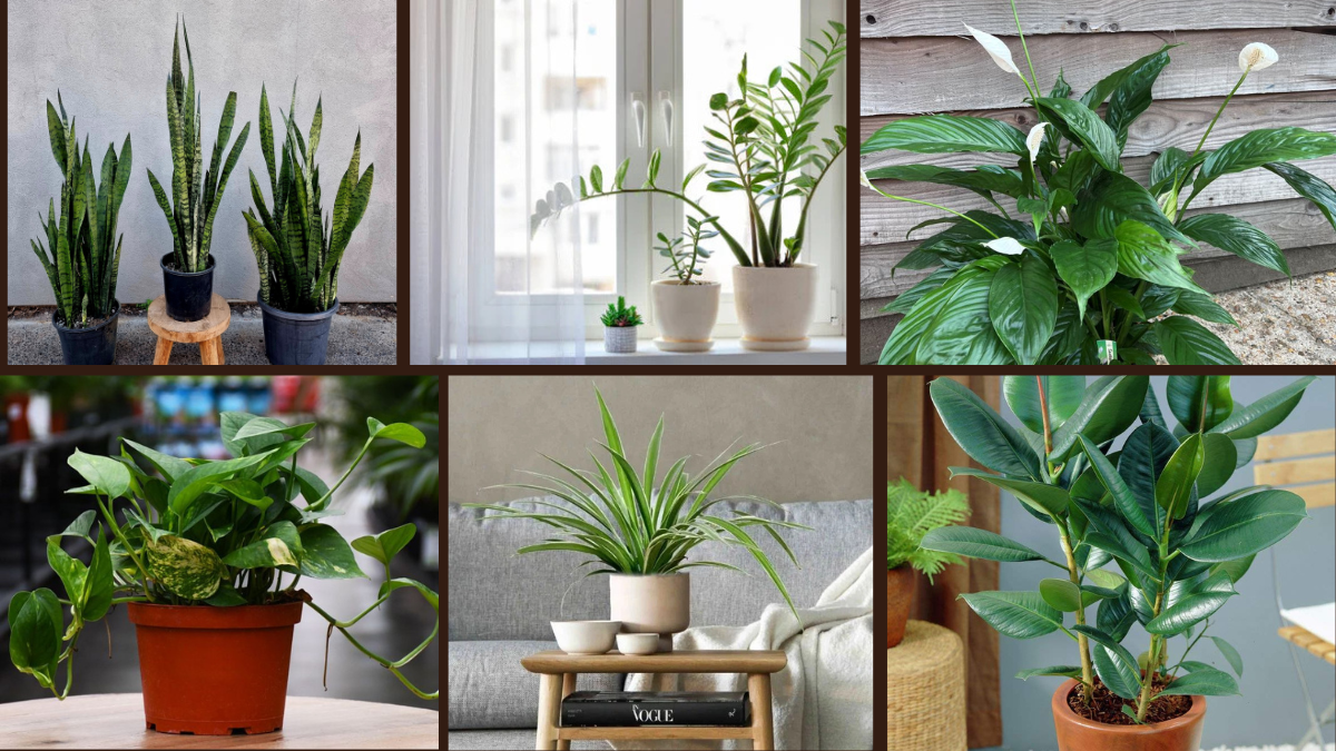 6 Easy-Care Plants for Stylish Decor