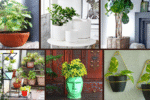 6 Trendy Planters to Elevate Your Plant Game