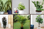 6 Matching Indoor Plants with Home Aesthetics