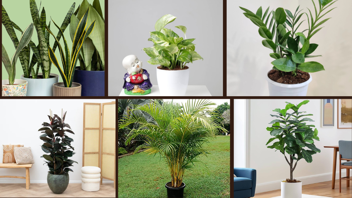 6 Matching Indoor Plants with Home Aesthetics