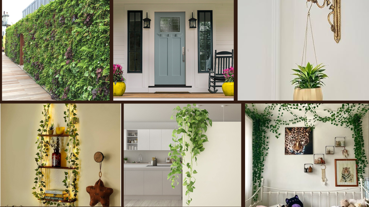 6 Using Vines and Climbers for Interior Design