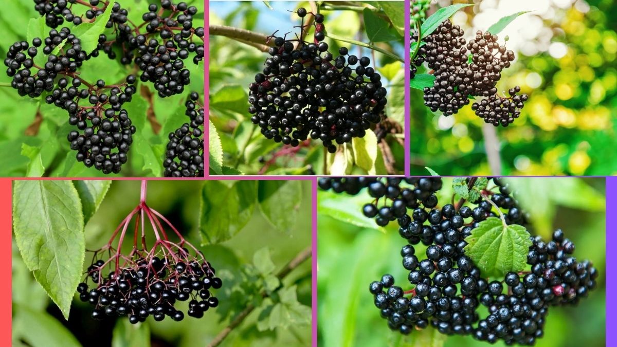 Which Country Is Famous for Producing the Most Elderberries?
