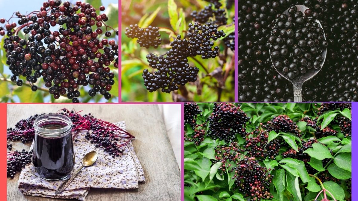 Where Does the World Get Most of Its Elderberries?