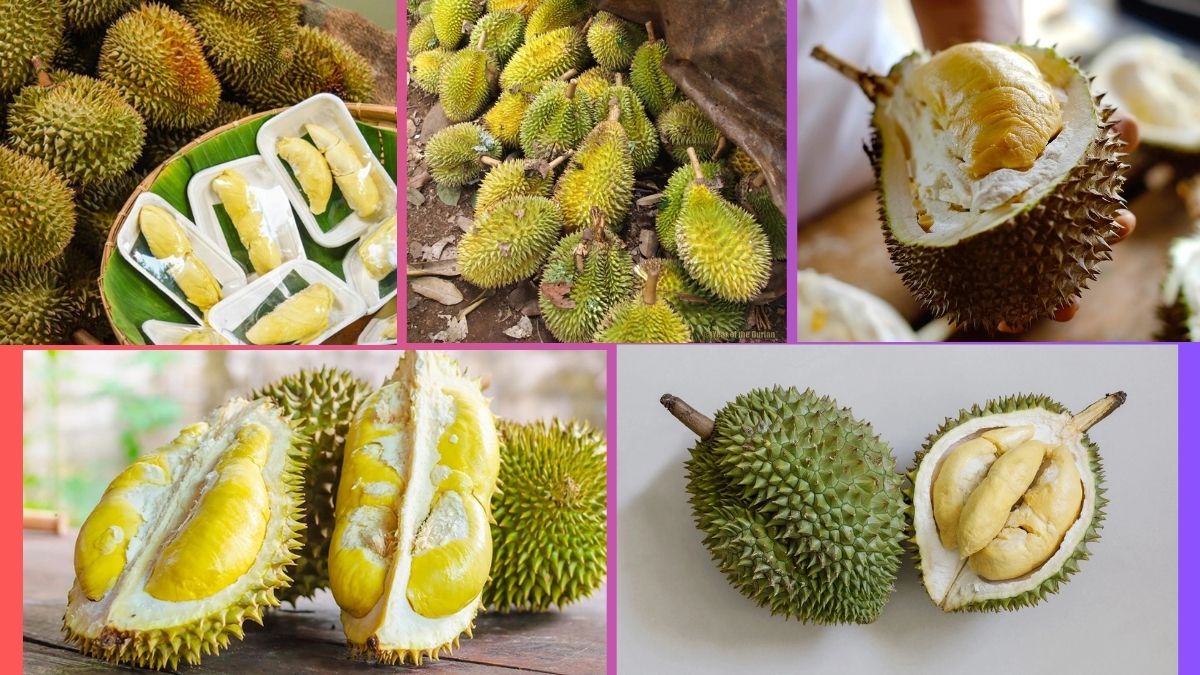 Which Country Is the Largest Durian Producer Globally?