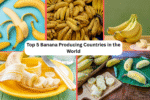 Top 5 Banana Producing Countries in the World