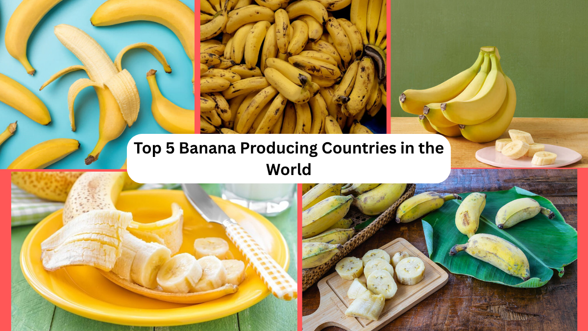 Top 5 Banana Producing Countries in the World