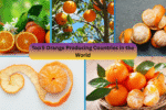 Top 5 Orange Producing Countries in the World