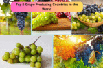 Top 5 Grape Producing Countries in the World