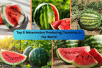 Top 5 Watermelon Producing Countries in the World