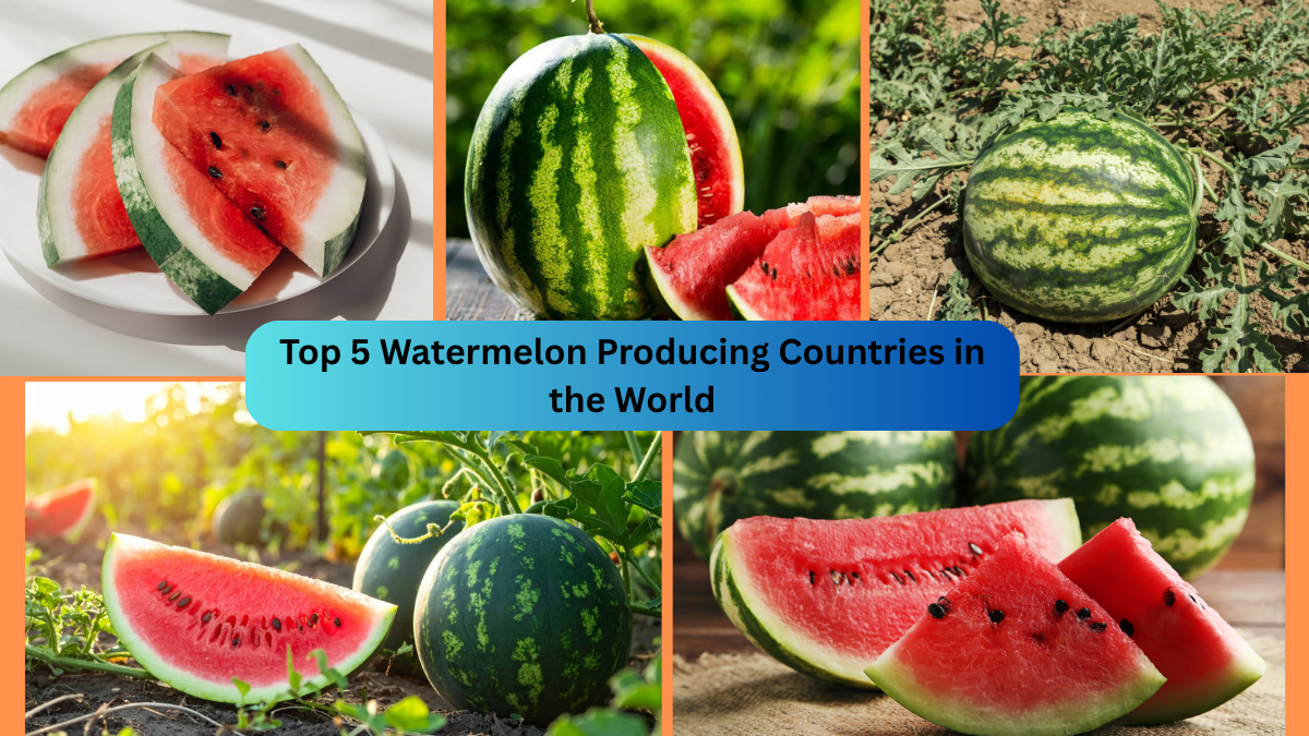 Top 5 Watermelon Producing Countries in the World