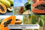 Top 5 Papaya Producing Countries in the World