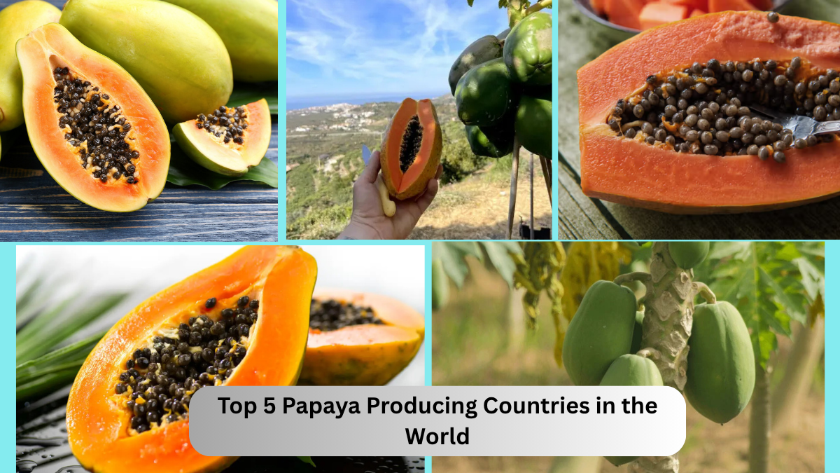 Top 5 Papaya Producing Countries in the World