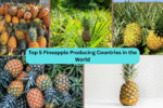 Top 5 Pineapple Producing Countries in the World