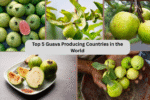 Top 5 Guava Producing Countries in the World