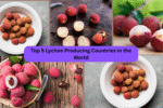 Top 5 Lychee Producing Countries in the World