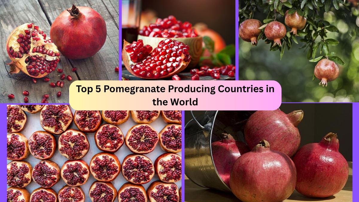 Top 5 Pomegranate Producing Countries in the World