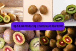 Top 5 Kiwi Producing Countries in the World