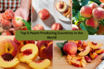 Top 5 Peach Producing Countries in the World
