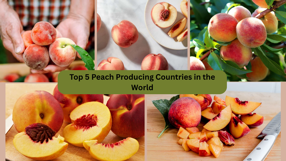 Top 5 Peach Producing Countries in the World