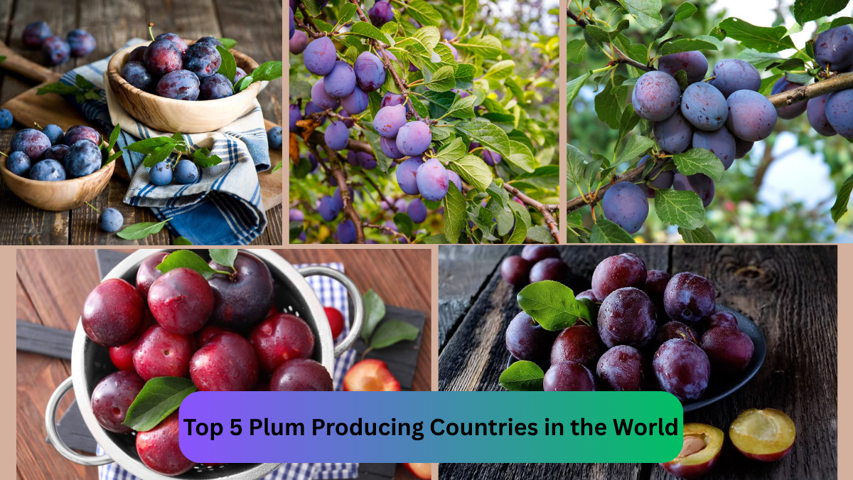 Top 5 Plum Producing Countries in the World