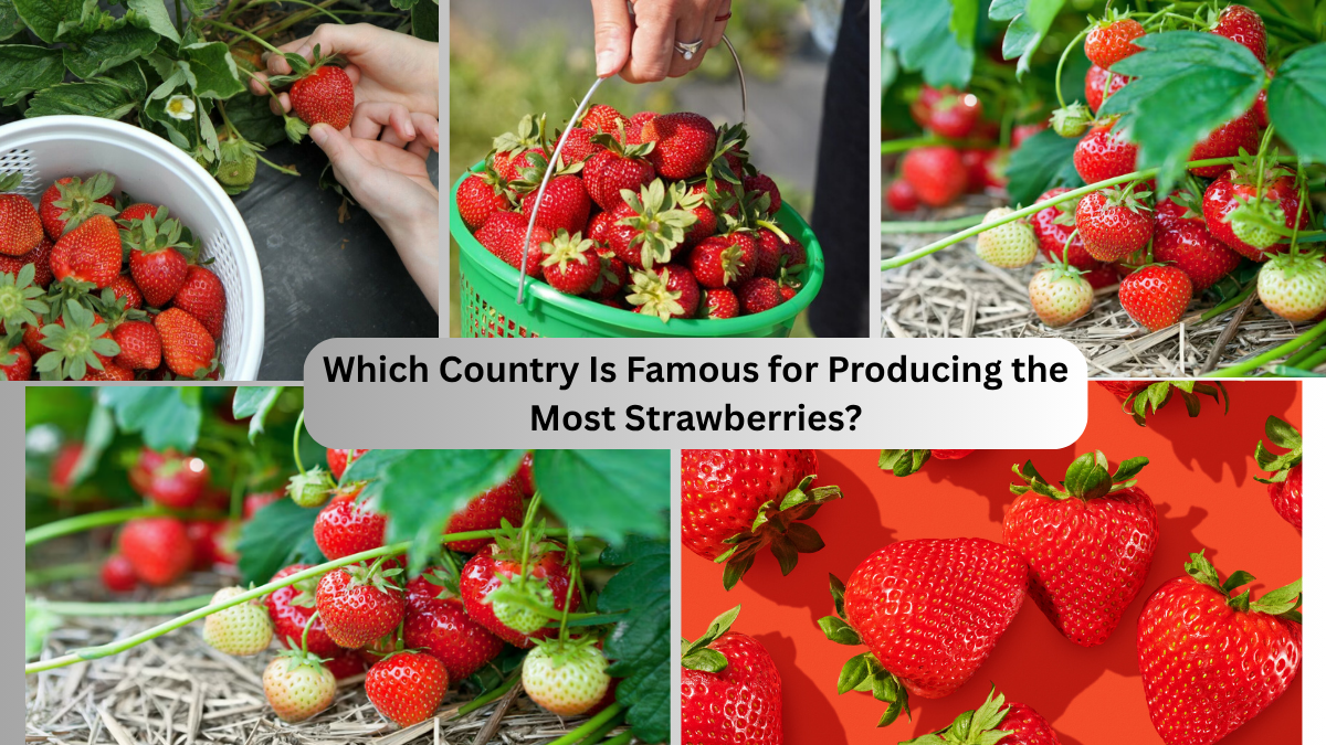 Top 5 Strawberry Producing Countries in the World