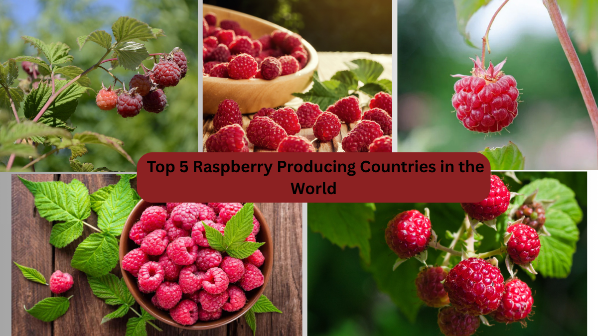 Top 5 Raspberry Producing Countries in the World