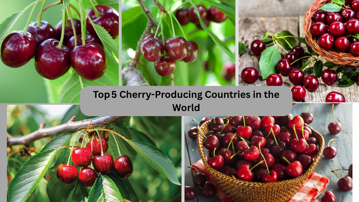 Top 5 Cherry-Producing Countries in the World