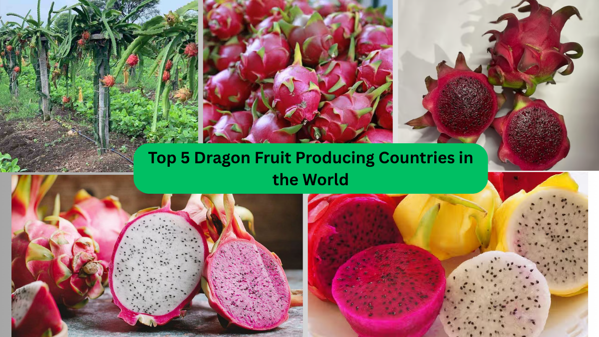 Top 5 Dragon Fruit Producing Countries in the World