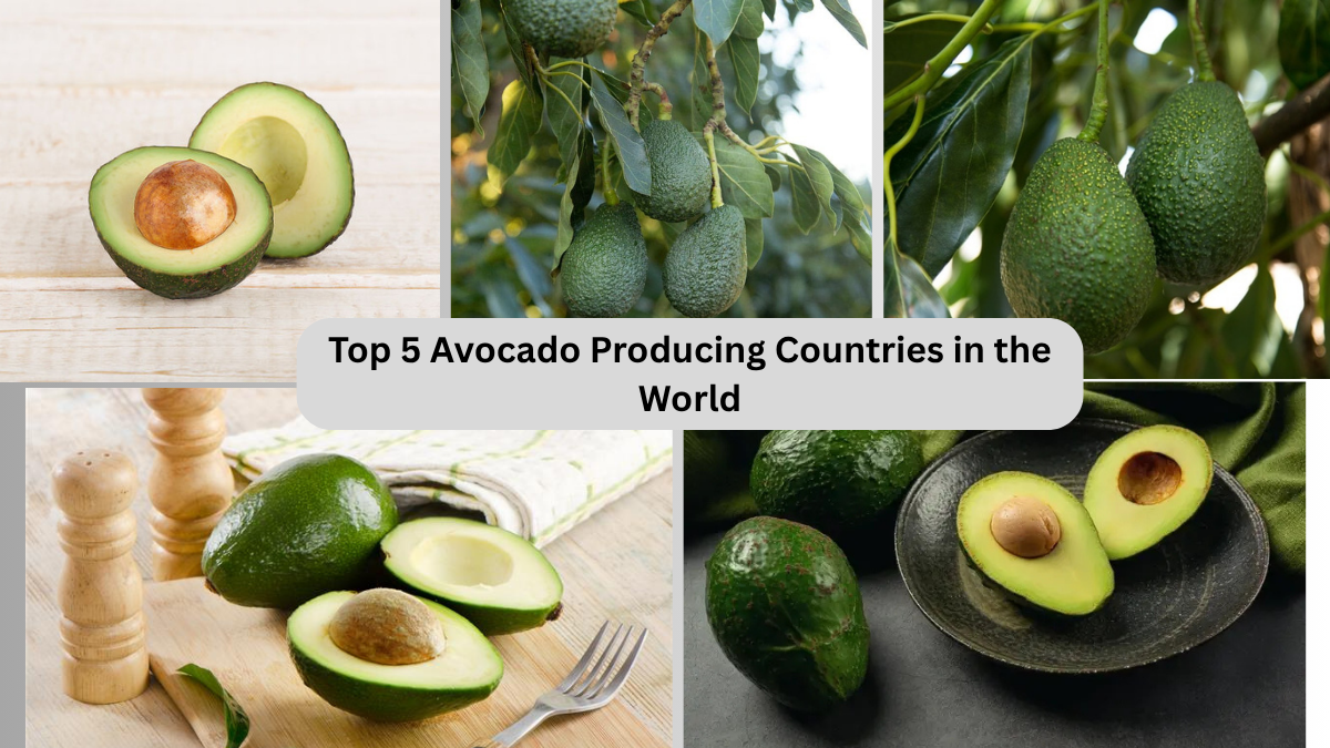 Top 5 Avocado Producing Countries in the World