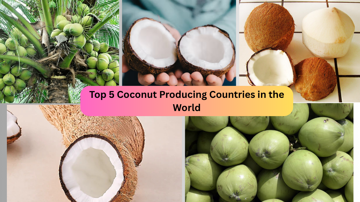 Top 5 Coconut Producing Countries in the World