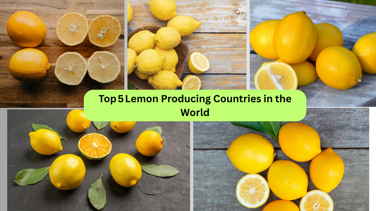 Top 5 Lemon Producing Countries in the World