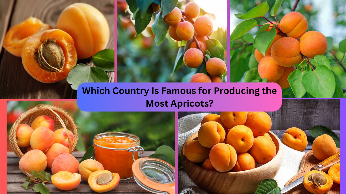 Which Country Is Famous for Producing the Most Apricots?