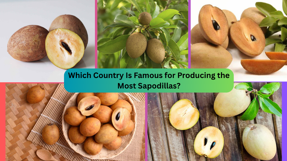 Which Country Is Famous for Producing the Most Sapodillas?