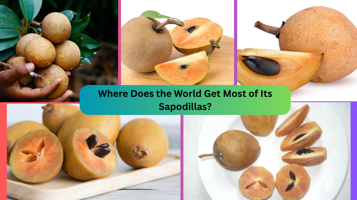 Where Does the World Get Most of Its Sapodillas?