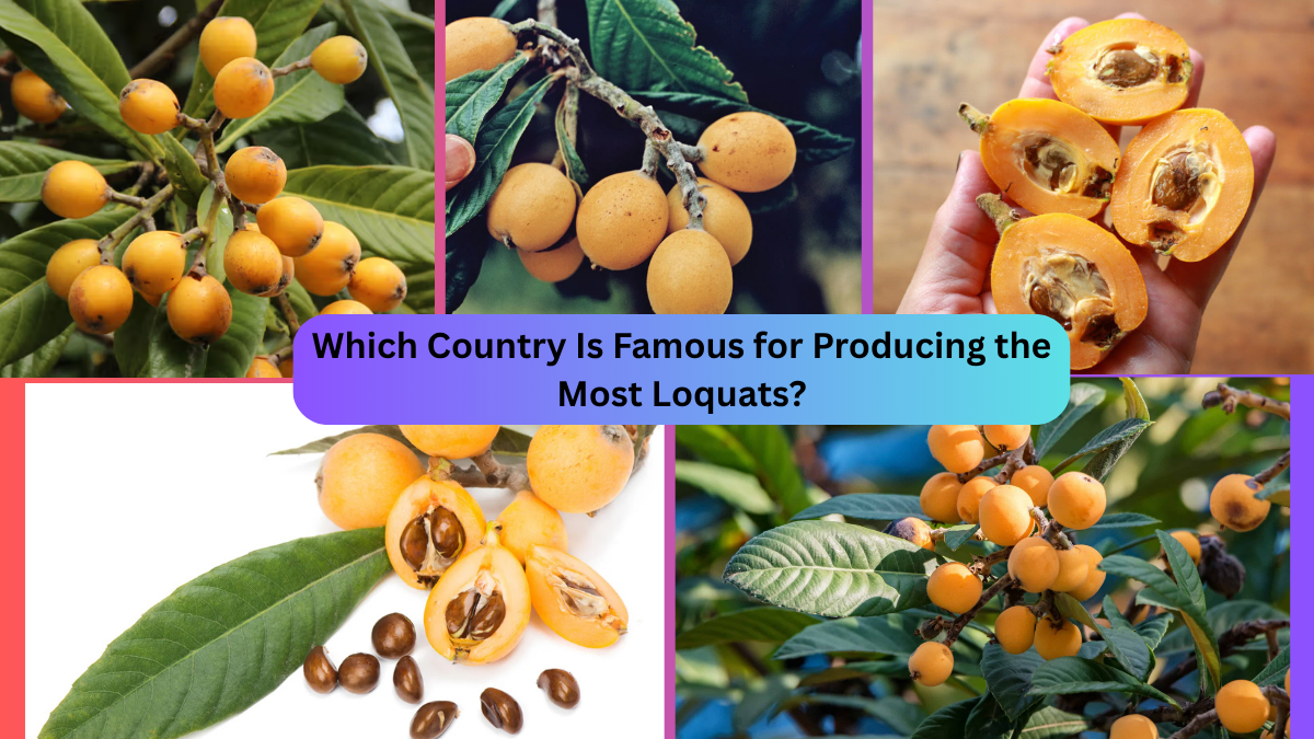Which Country Is Famous for Producing the Most Loquats?