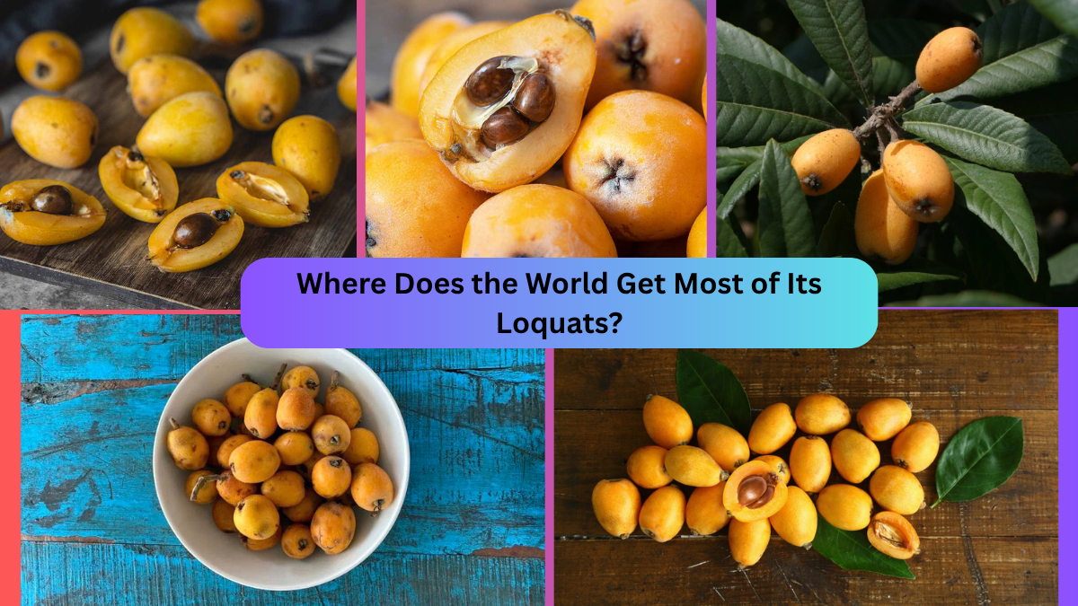 Where Does the World Get Most of Its Loquats?