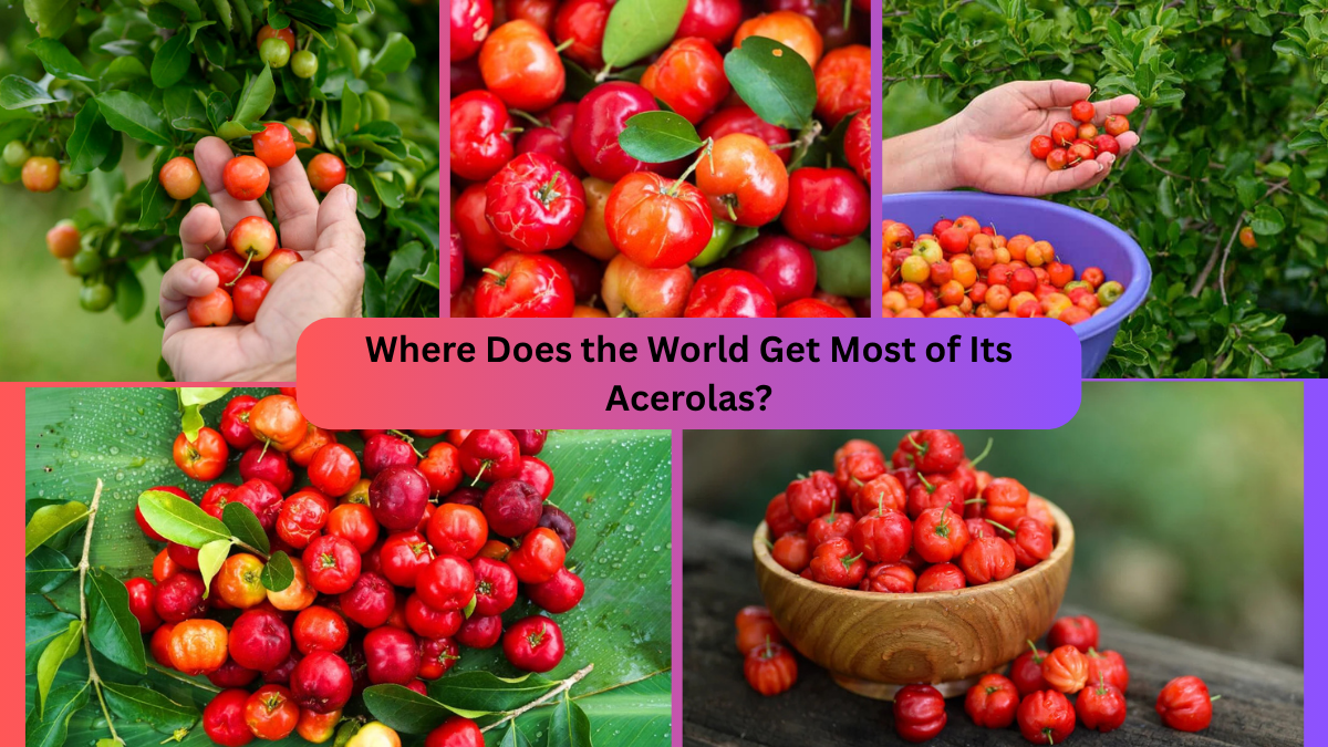 Where Does the World Get Most of Its Acerolas?