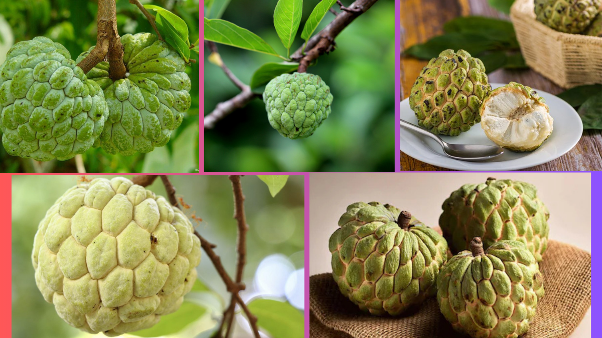 Which Country Is the Largest Custard Apple Producer Globally?