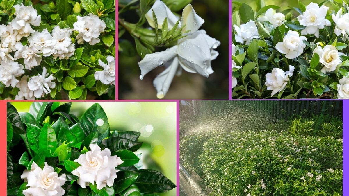 How Often Should You Water a Gardenia?
