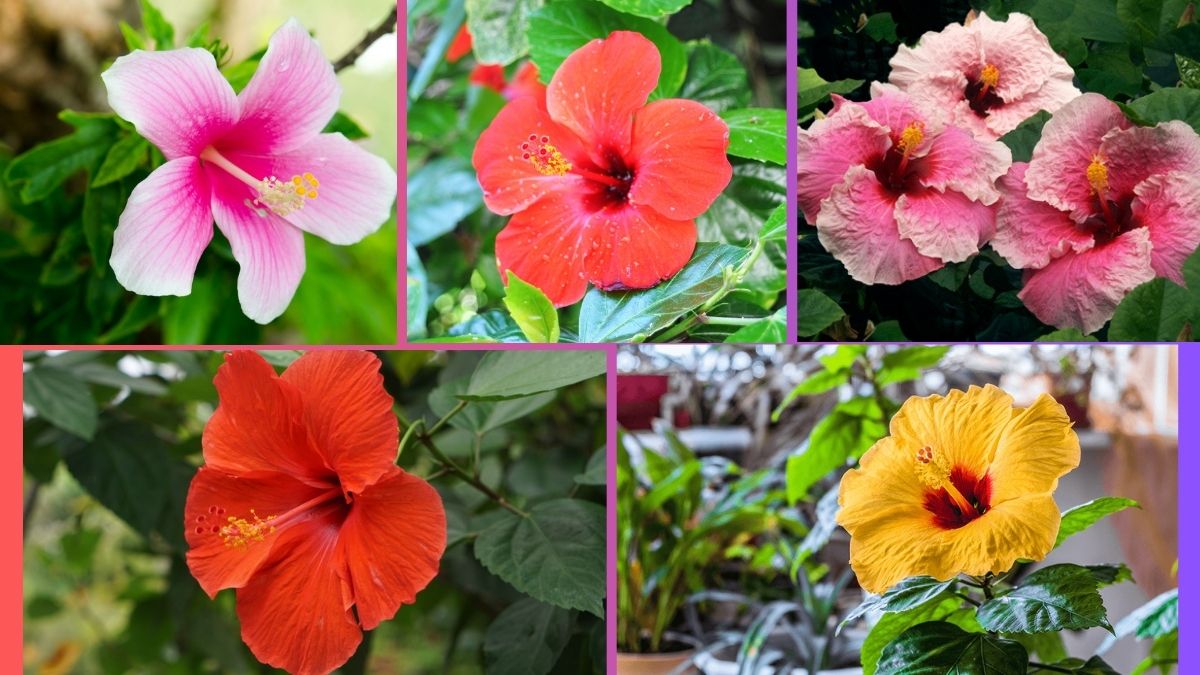 How Often Should You Water a Hibiscus?