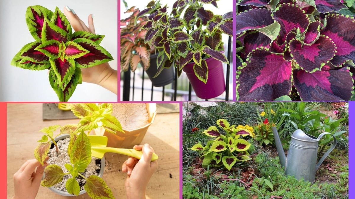 How Often Should You Water a Coleus?