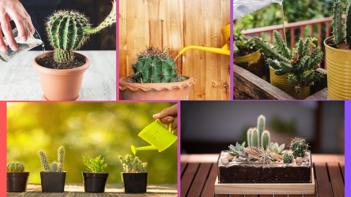 How Often Should You Water a Cactus?