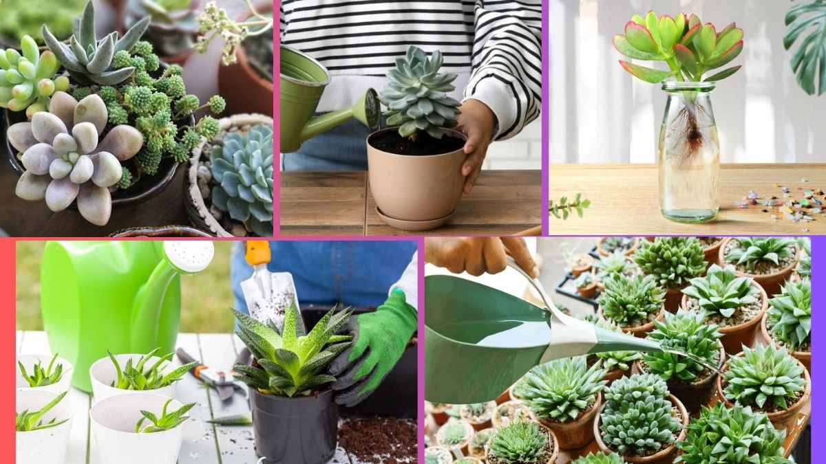 How Often Should You Water a Succulent?