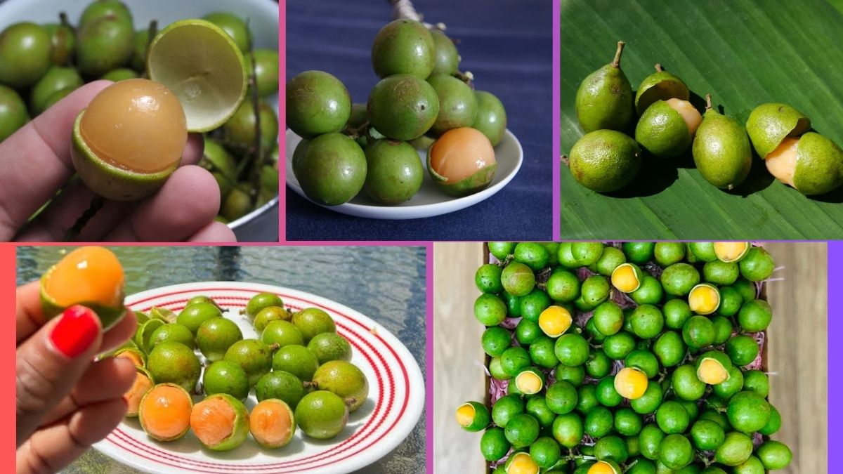 Which Country Is the Largest Mamoncillo (Spanish Lime) Producer Globally?