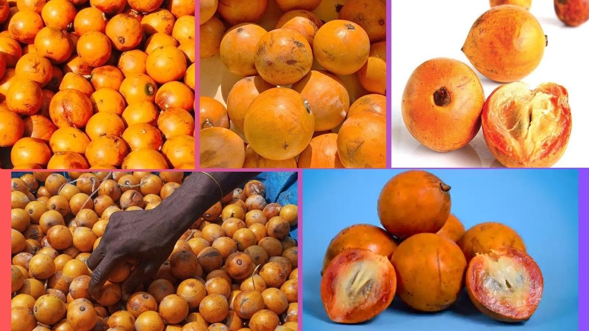 Which Country Is the Largest African Star Apple Producer Globally?