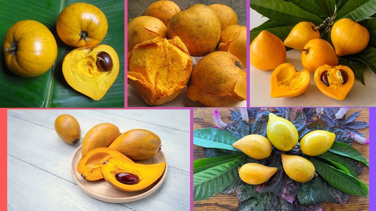 Which Country Is the Largest Canistel (Egg Fruit) Producer Globally?