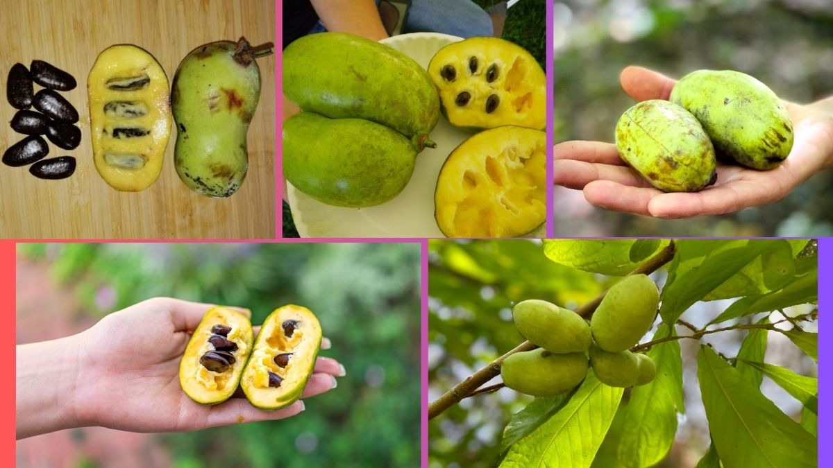 Which Country Is the Largest Pawpaw Producer Globally?